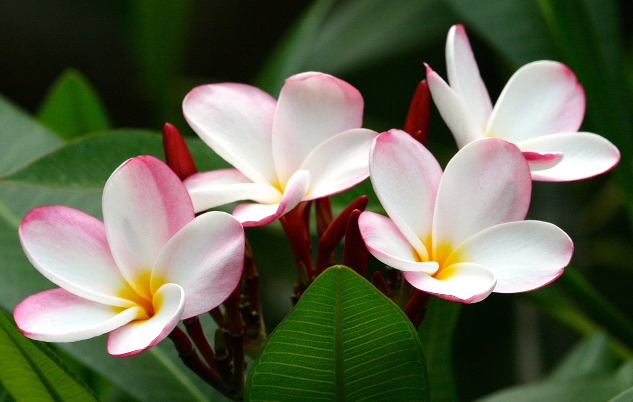 Hawaiianische Blüte