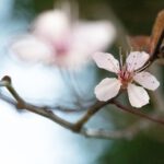 Kirschblüte